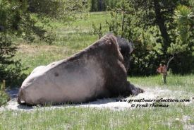 Buffalo, Bison, Wildlife