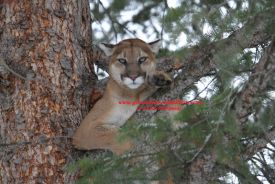 Mountain Lion Photos, Cougars, Cats in Trees, Wildlife Photography