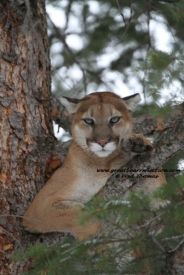 Mountain Lion Photography, Wild Cat Photography, Cugars