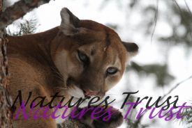 cougars, mountain lions, photography, big cats, photos of big cats
