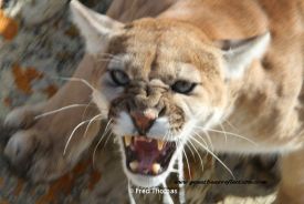 Cougars, Mountain Lions, Photos of Mountain Lions