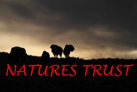Buffalo,Wildlife,Durham Ranch