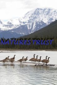 Canadian Geese, Wild Birds, Athabasca River