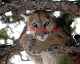 Cougar, Wild Cats, Moountain Lions, Photographs of Mountain Lions