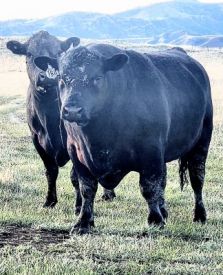 Angus Bulls