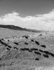 Following