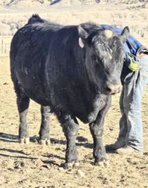 Angus Bulls