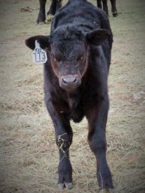 Northwest Wyoming Sale