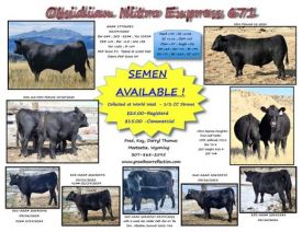 Black Angus Bulls 