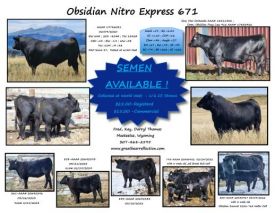 Angus Semen For Sale