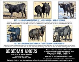 Northwest Wyoming Angus Assoc 47th Sale March 25,2025