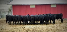 Obsidian Angus Bakers Dozen 