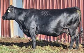 Dam Obsidian Nitro Express 671