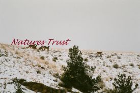 Mountain Lions, Cat Families, Cougar, Lion Photography 