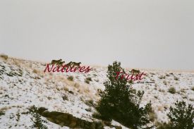 Rat Pack, Mountain Lion, Lion Photos, Wildlife