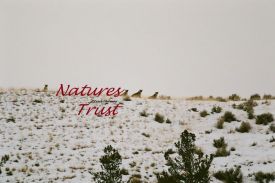 Mountain Lion, Photos of Wild Cats, Cougars, Rat Pack 