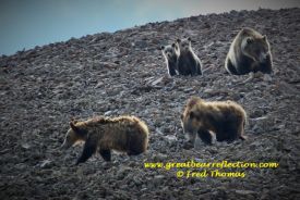 Grizzly Bears