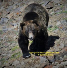 Grizzly Bear