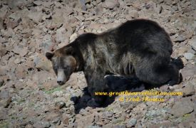 Grizzly Bear