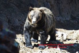 Grizzly Bear 