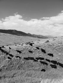 Cattle following Fred scattering salt & to new water!!!