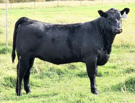 AAA#20642368  Show Heifer with Style!!