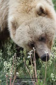Grizzly Bears, Nature 