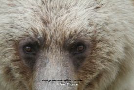 Photos of Bears, Grizzly Bears, Burwsh Landing