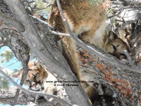 Mountain Lions