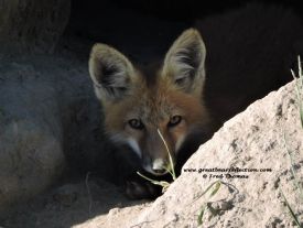 Fox