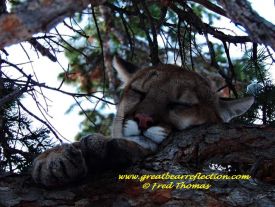 Mountain Lion