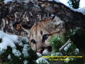 Mountain Lions