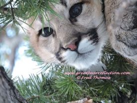 Mountain Lion