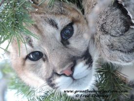 Mountain Lion