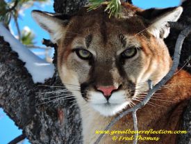 Mountain Lion