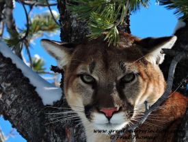Mountain Lions