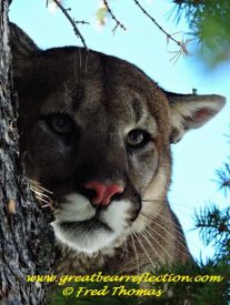 Mountain Lion