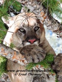 Mountain Lion
