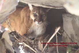 Mountain Lion
