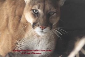 Mountain Lion