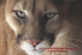 Mountain Lions 