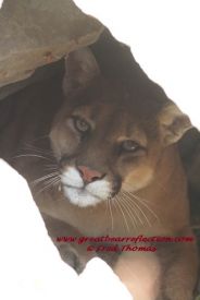 Mountain Lions 