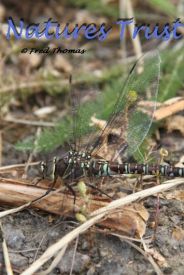Dragon Flies