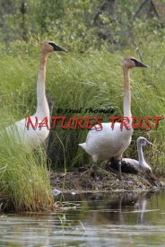 Swans