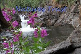 Flowers, Waterfall