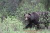 Grizzly