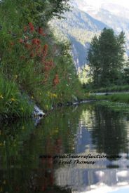 Reflection, Flowers