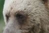 Grizzly