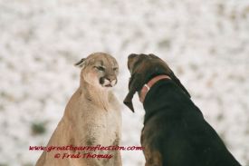 Mountain Lion