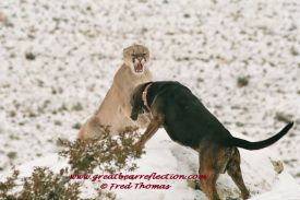 Mountain Lions